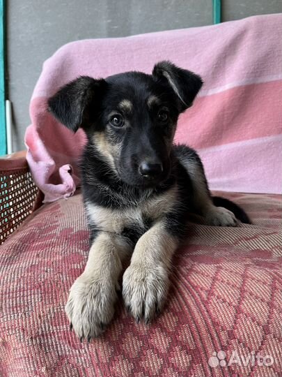 Щенок Немецкой овчарки, девочка