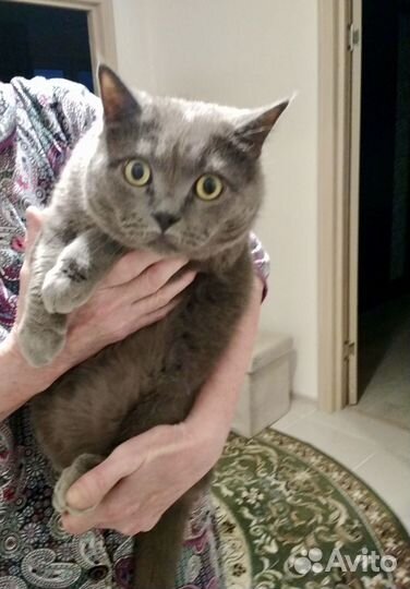 Кот британец в добрые руки