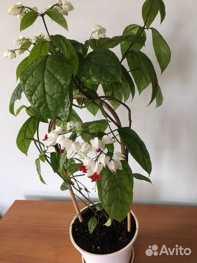 Клеродендрум