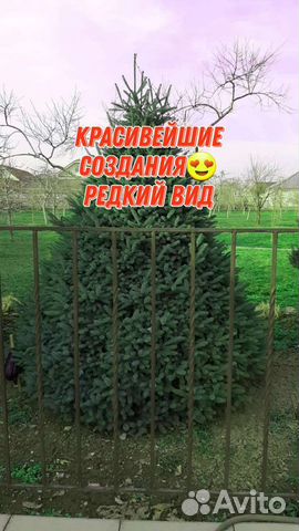 Ель канадская саженцы 3 метра купить в Краснодаре | Товары для дома и ...
