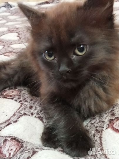 Котенок в добрые руки