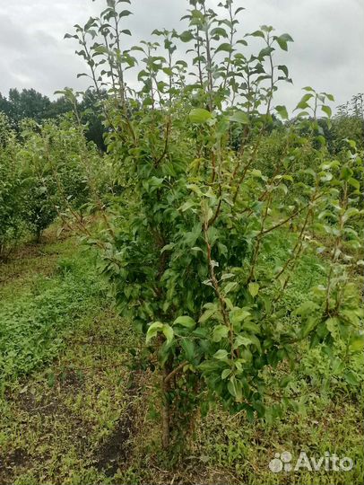 Груша 5-6 лет Мраморная,Чижовская, Бергамот