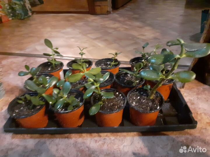 Денежное дерево толстянка крассула