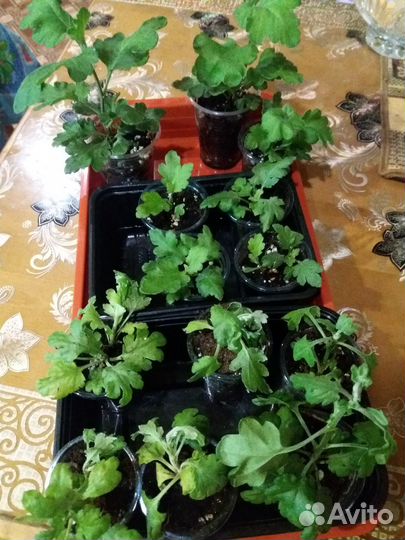 Комнатные хризантемы