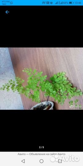 Декабриспапоротникбальзаминыберезкагераниахименесы