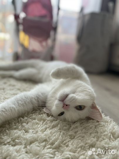 Котик в добрые руки