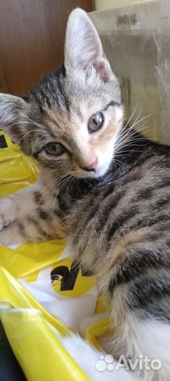 Кошки