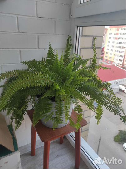 Папоротник нефролепис