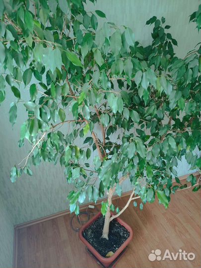 Фикус Бенджамина большой