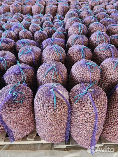 Фундук в скорлупе