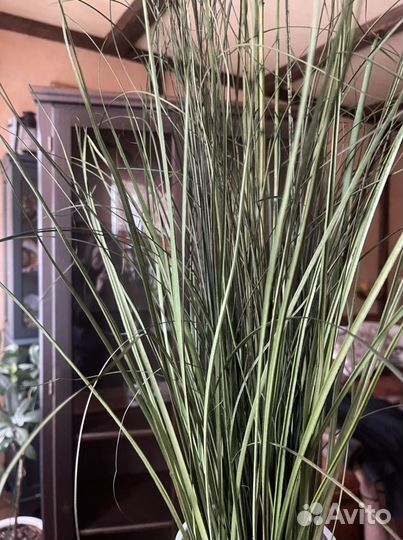 Декоративная трава