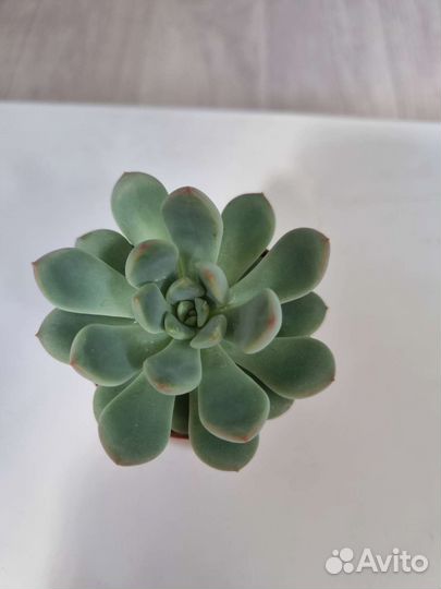 Флорариум суккуленты