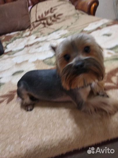 Йоркширский терьер вязка мальчик