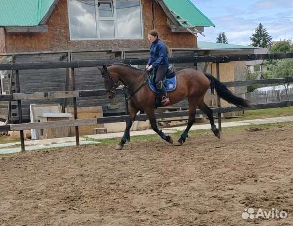 Идельные кобылы