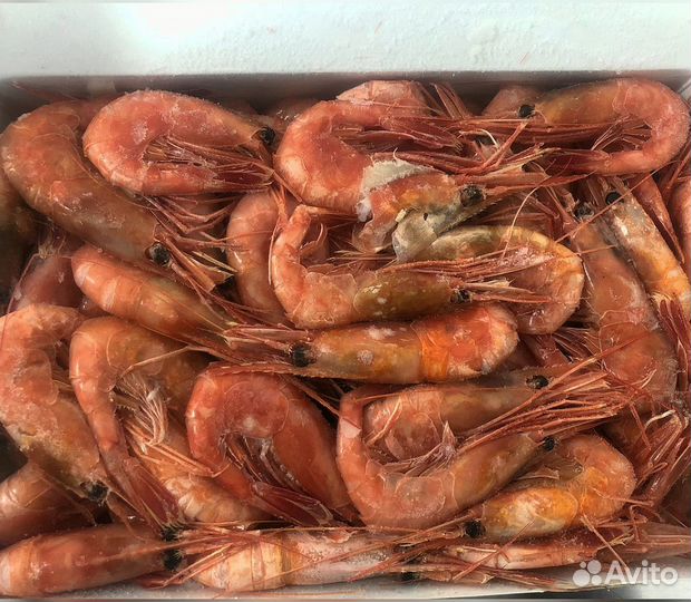 Креветка Северная