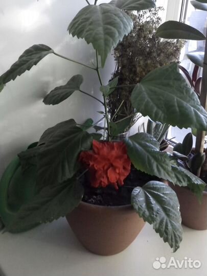 Китайская роза