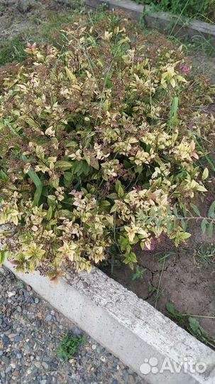 Спирея три вида