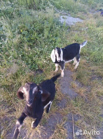 Продам козлят, англо-нубийские