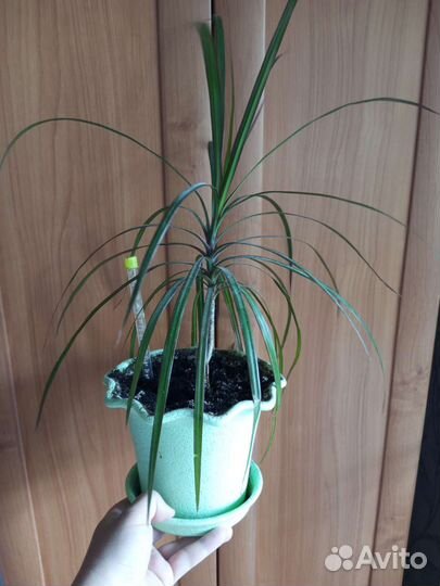 Драцена, замиокулькас