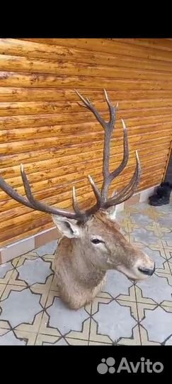 Чучело головы оленя