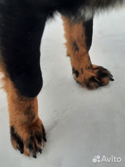 Маленький пёсик в добрые руки