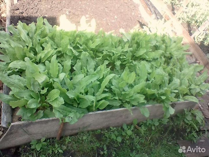 Щавель свежий