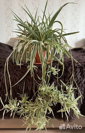 Хлорофитум