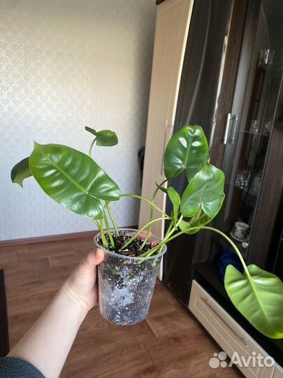 Филодендрон бурле макс