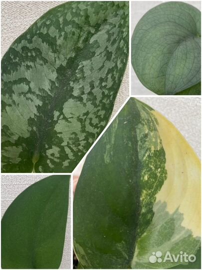 Сциндапсус