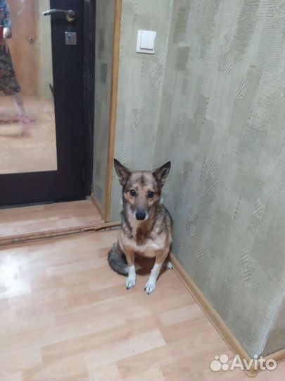 Небольшая собачка для души в квартиру бесплатно