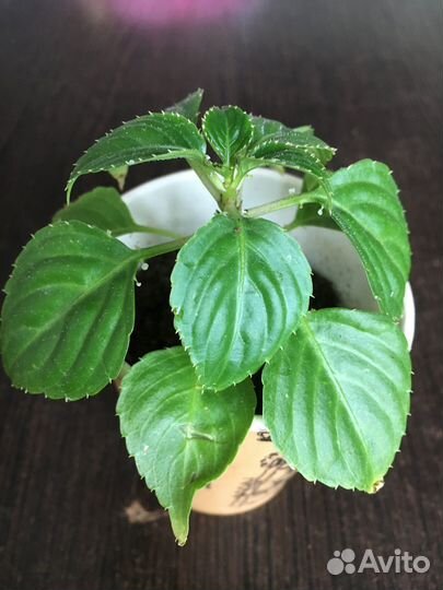 Комнатные цветы