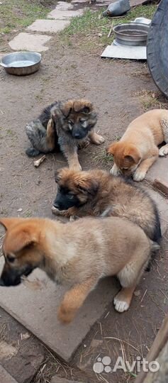 Щенков восточно европейской в добрые руки