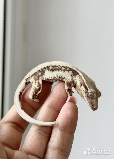 Малыш бананоеда