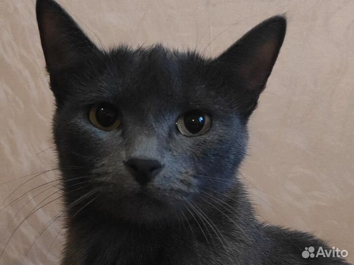 Русская голубая кошечка ищет котика