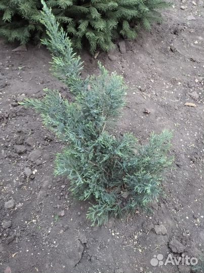 Можжевельник виргинский Грей Оул