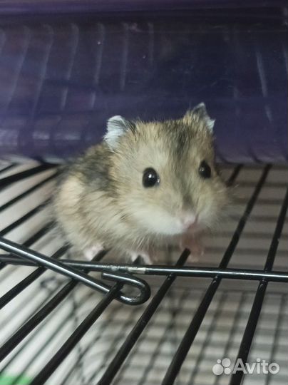 Джунгарский хомяк