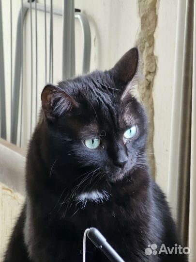 Кошечка в добрые руки