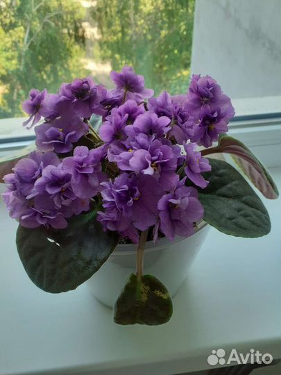 Фиалки