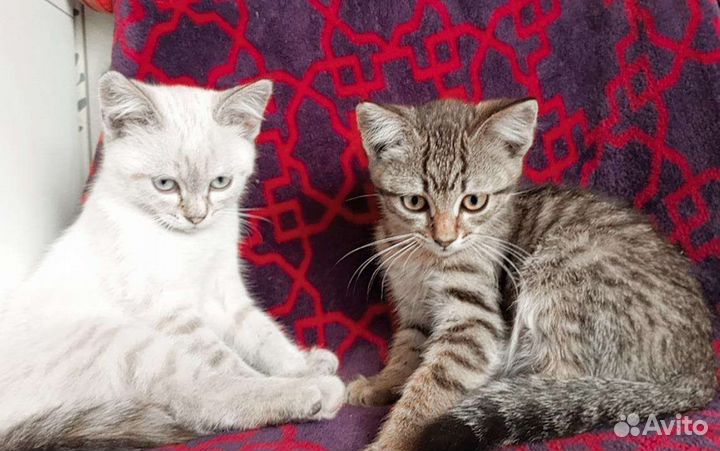 Котята
