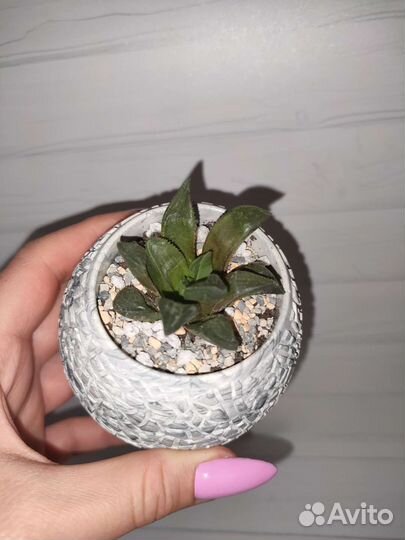 Хавортия суккулент в кашпо