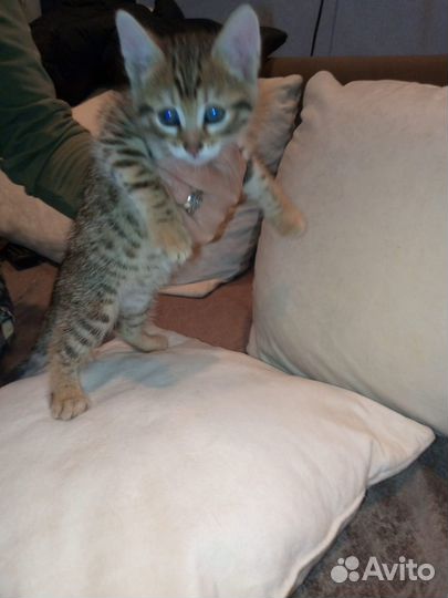 Бенгальский котик помесь