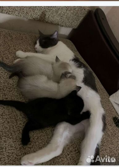 Кот на вязку