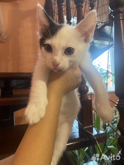 Котенок мальчик