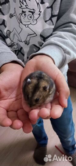 Джунгарский хомяк мальчик