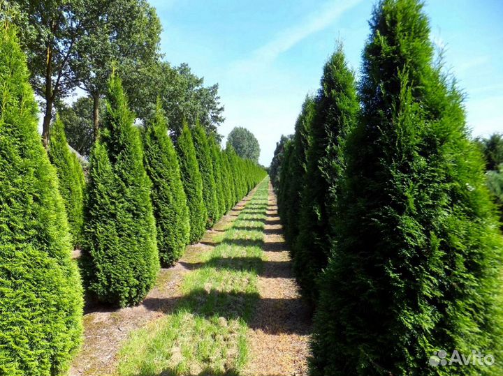 Туя брабант