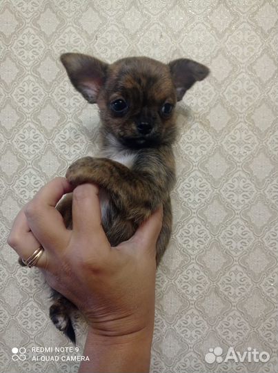 Чихуахуа мальчик 2 месяца