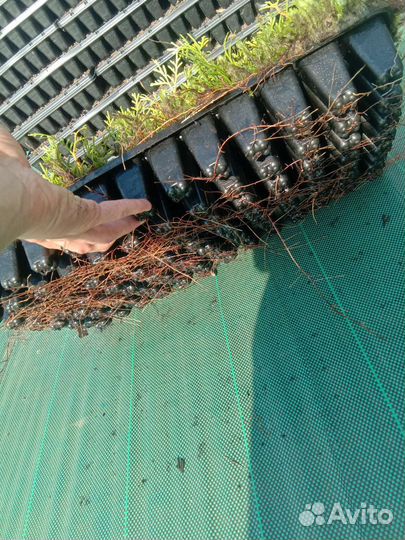 Туя западная Смарагд саженцы