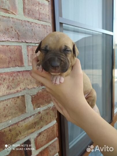 Щенки питбультерьера