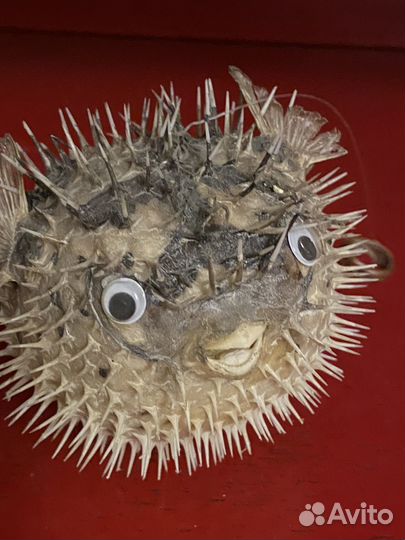 Рыба- еж/ чучело