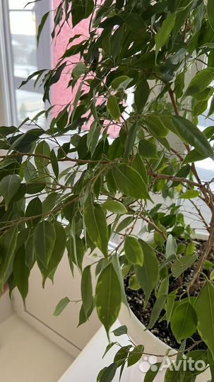 Фикус бенджамина